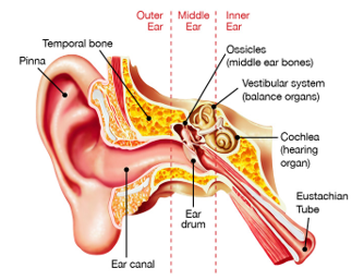 Outer, Middle and Inner parts of the ear
