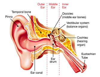 Blocked ear and deals nose