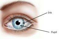 Eye identifying Iris and Pupil.