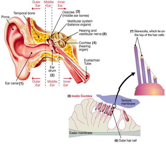 Labeled parts of the outer, middle and inner ear and inside Cochlear. The names and functions are described below.