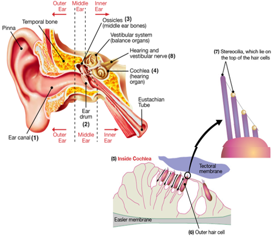 A Bundle of Mechanisms InnerEar HairCell Mechanotransduction Trends in  Neurosciences