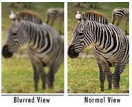 Two images of a zebra, left hand side is a blurred view and right hand side is a normal clear view