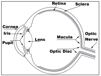 Basic anatomy of the eye