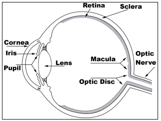 anterior eye anatomy diagram