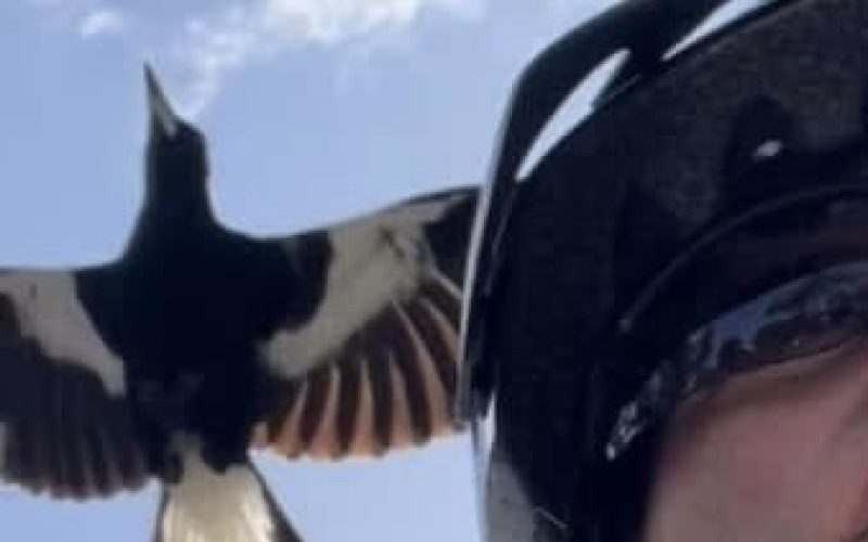 Image of a magpie flying very close to a bike riders helmet.