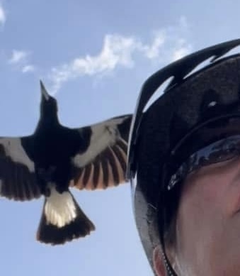 Image of a magpie flying very close to a bike riders helmet.